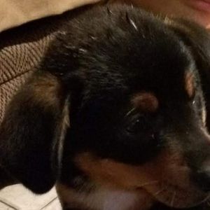 Meet your Posher, Berenice